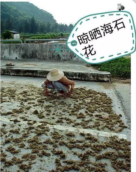 海石花是海底的一種珊瑚狀生物,生長在海邊石頭上.