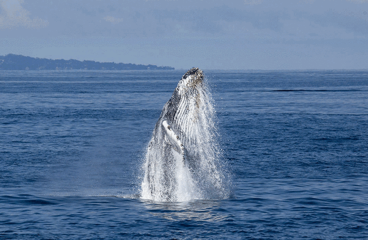 鲸鱼游动的动图图片