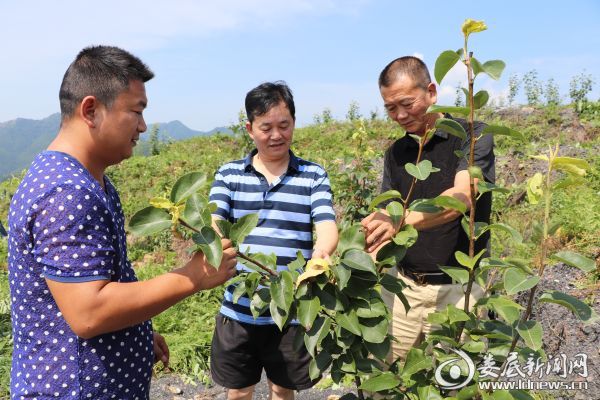 (毛永吉把在深圳办电子的两个儿子叫回了家,大儿子毛松鹤在介绍翠冠梨