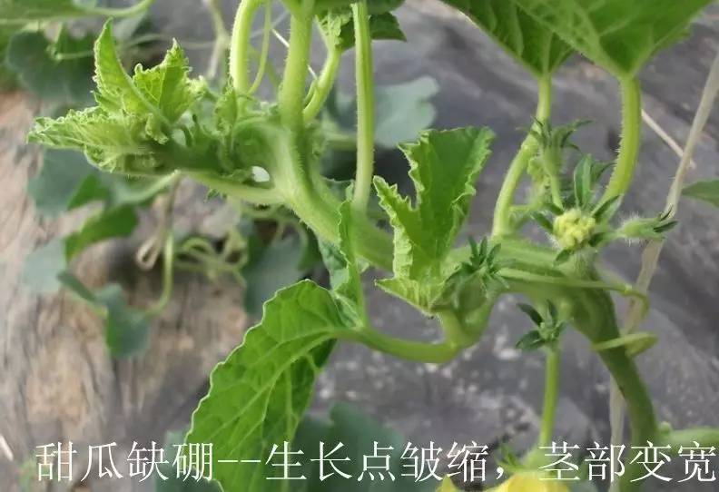 图解:作物出现这种症状,对照看看到底缺啥元素?(建议收藏)