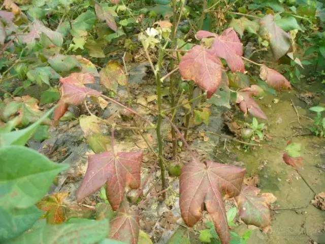 棉花当前棉花管理重点是防治棉花红叶茎枯病的发生