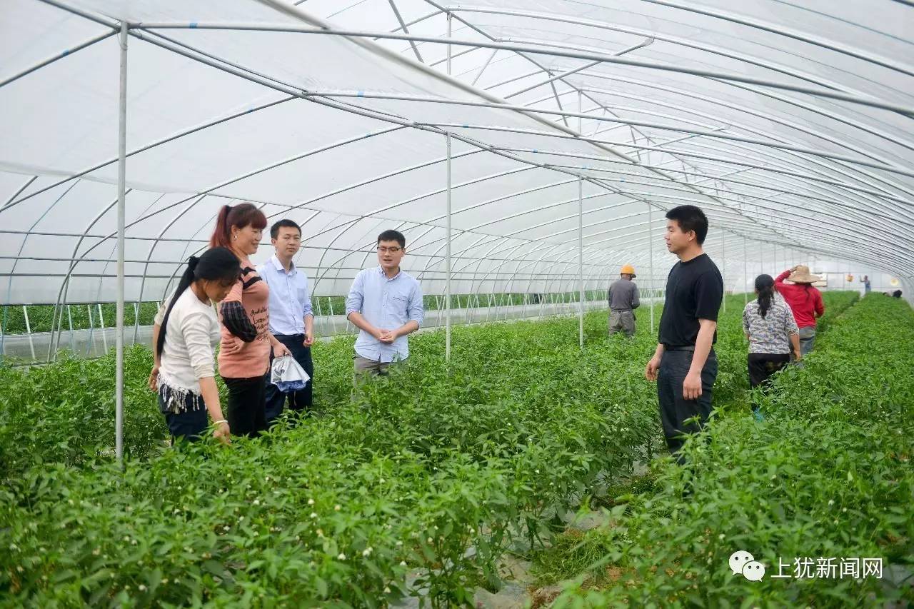 上犹绿茶,上犹石鱼等特色农副产品搭上网络快车俏销全国各地;社溪严湖