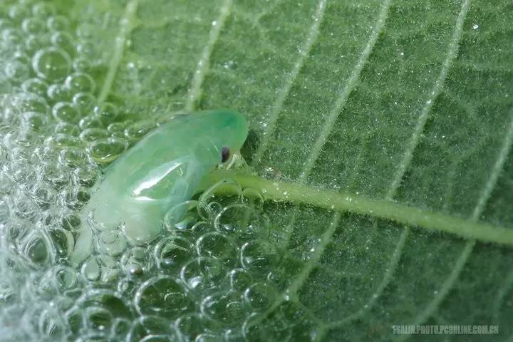 再由腹部特殊的瓣引入气泡而形成泡沫状,可使若虫不致干燥和受天敌的