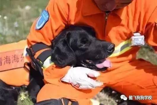 包含地震搜救犬全部处死的词条