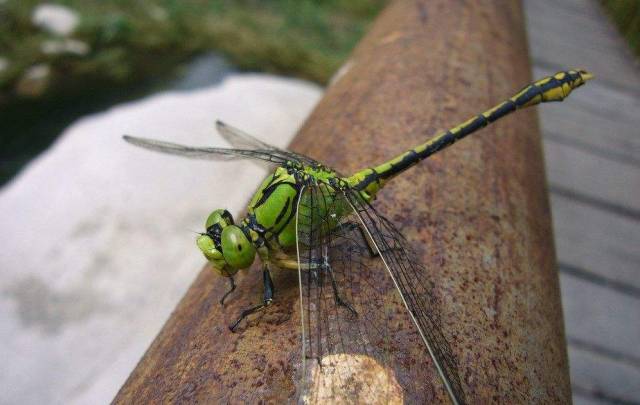 绿豆钢蜻蜓图片图片