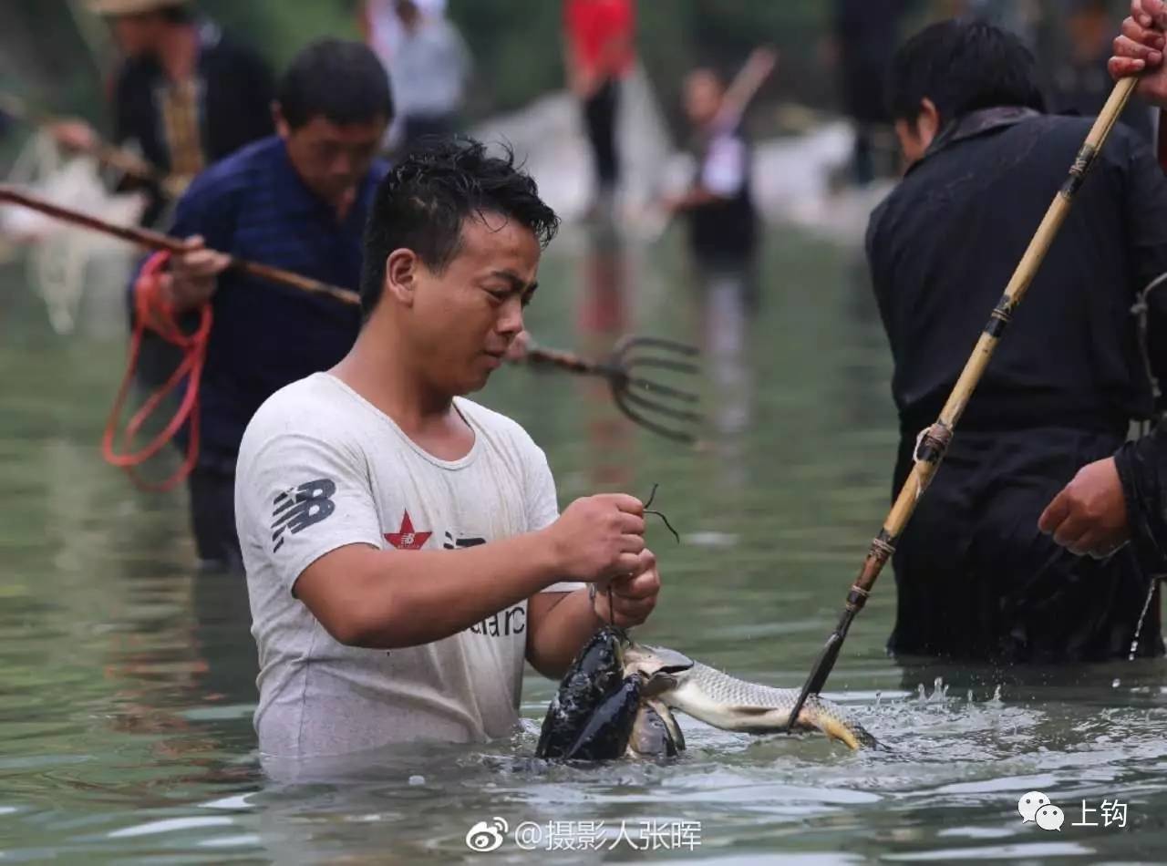 水中叉鱼图片