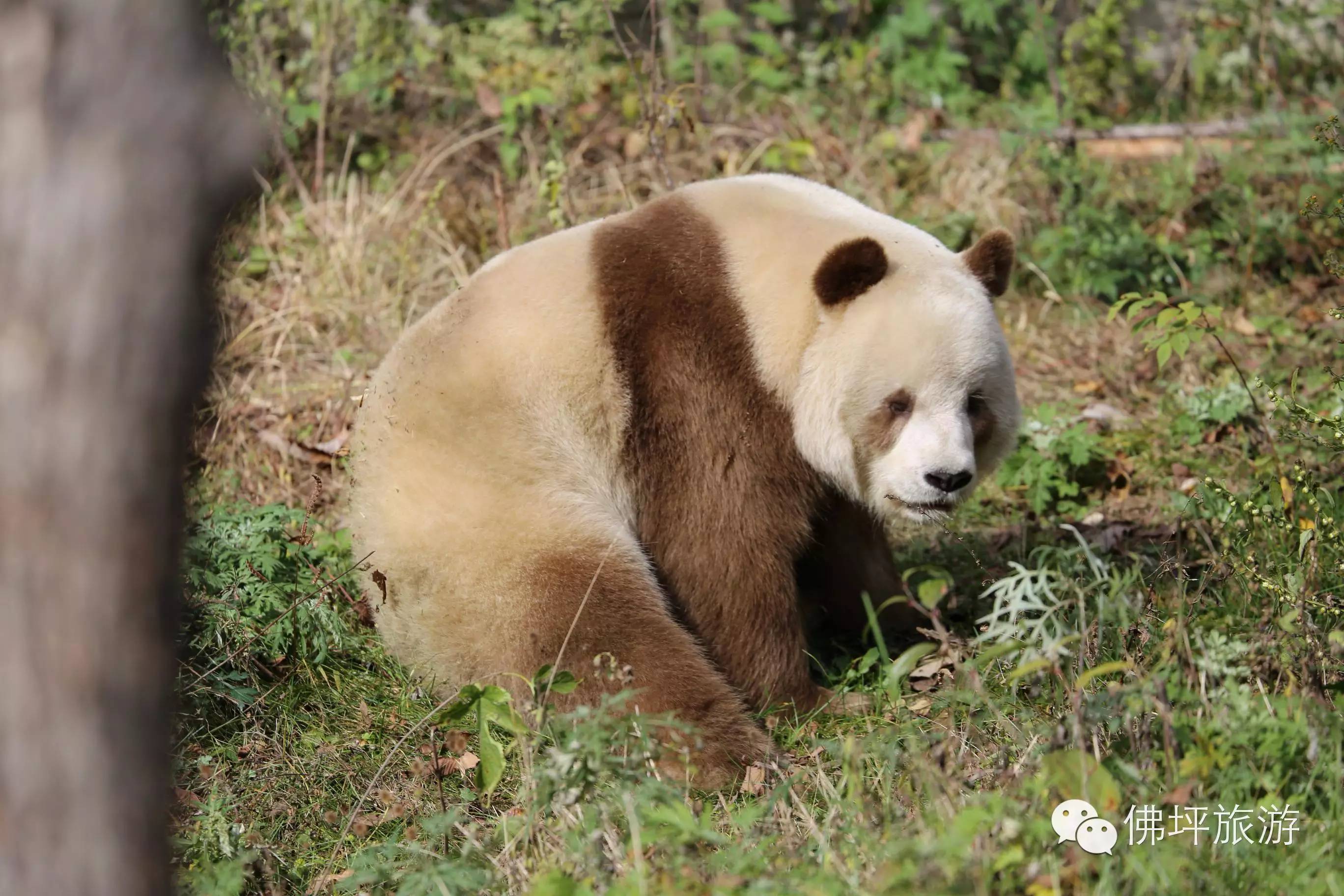 大熊猫的生存现状图片