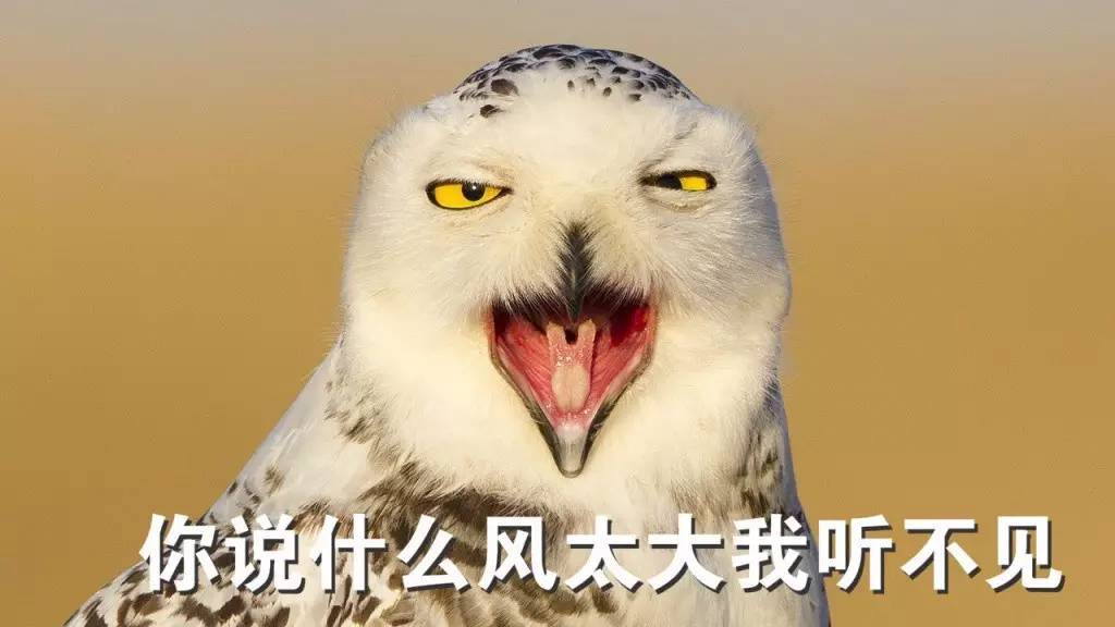 猛禽雪鸮表情包图片