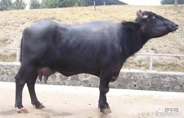 母水牛的照片图片
