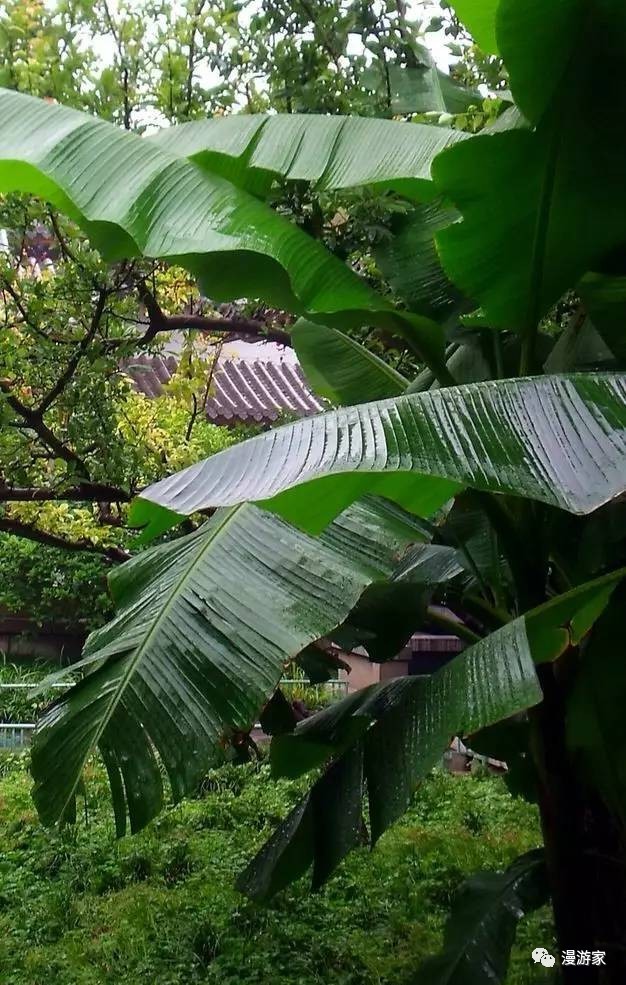 雨打芭蕉落闲庭李清照图片