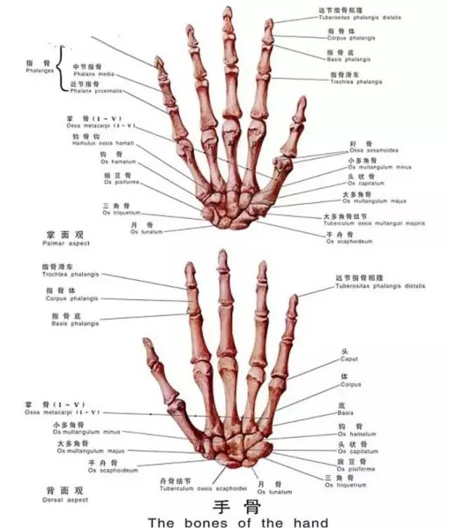 手掌的结构图和名称图片