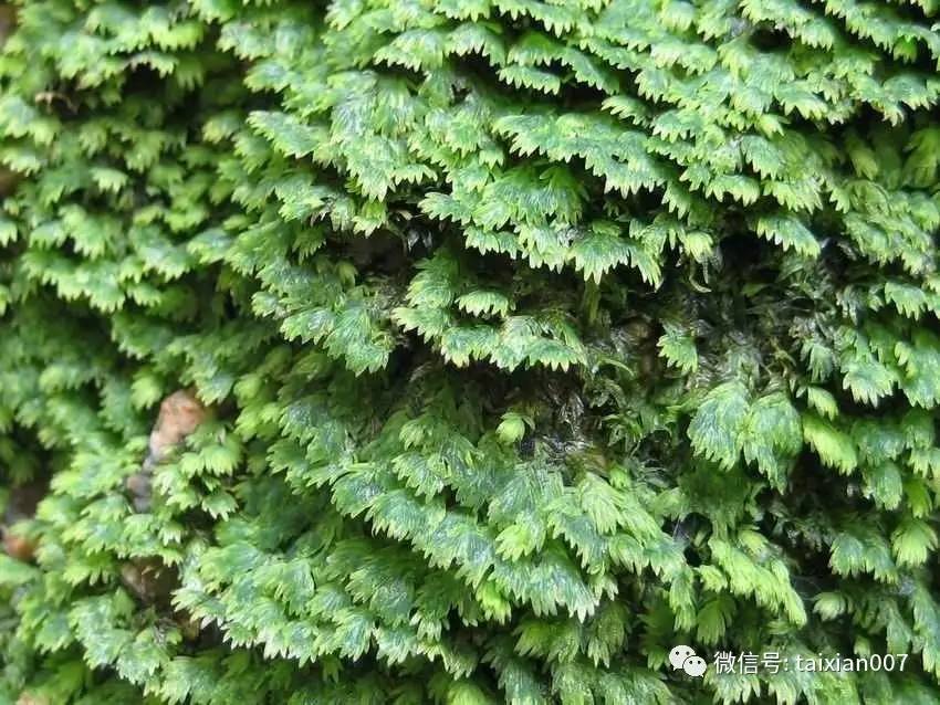 凤尾藓生在于林下溪谷旁湿石或土上的一种凤尾藓科凤尾藓属的苔藓植物