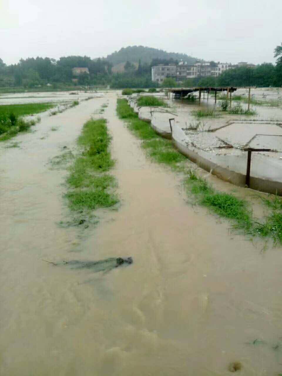 又是暴雨涨水,武冈邓元泰这家蛙场遭受了一场劫难,110亩的青蛙养殖场