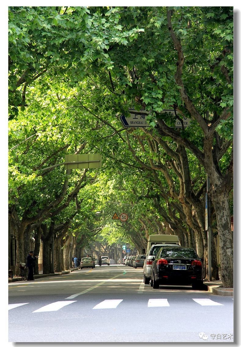 漫步街头最美梧桐树最嗲上海马路