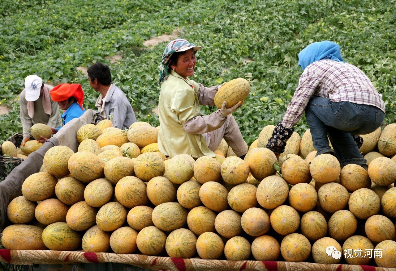 家庭哈密瓜怎么种植？哈密瓜的种植方法及管理方法！