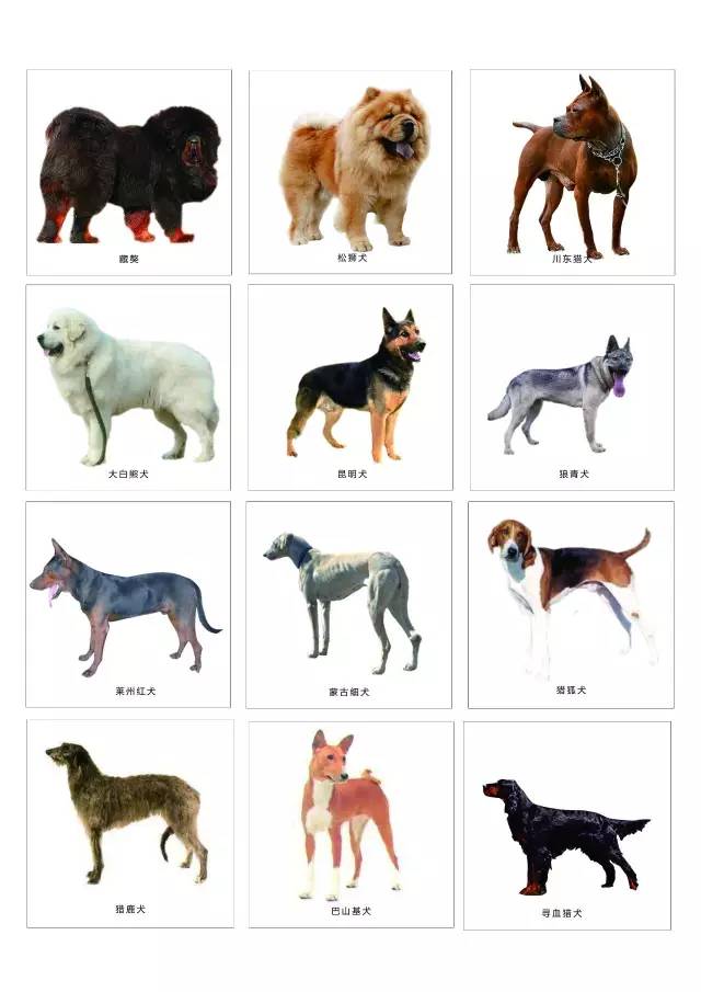 注意了,这47种犬拟列入养犬重点管理区禁养危险犬品种!