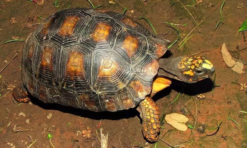 附录二黄腿陆龟美洲大陆最大的陆生王八
