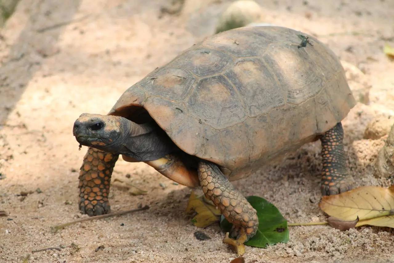 附录二黄腿陆龟美洲大陆最大的陆生王八