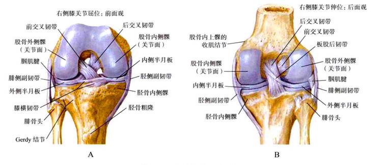 膝关节解剖图 详解图片