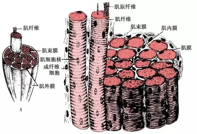 横纹肌细胞结构图片