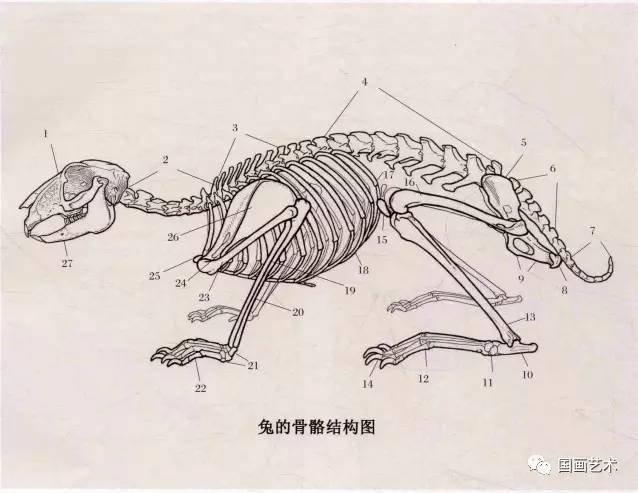 頭骨;2.頸椎;3.胸椎;4.腰椎;5.髂骨;6.薦骨;7.尾椎;8.坐骨;9.恥骨;10.