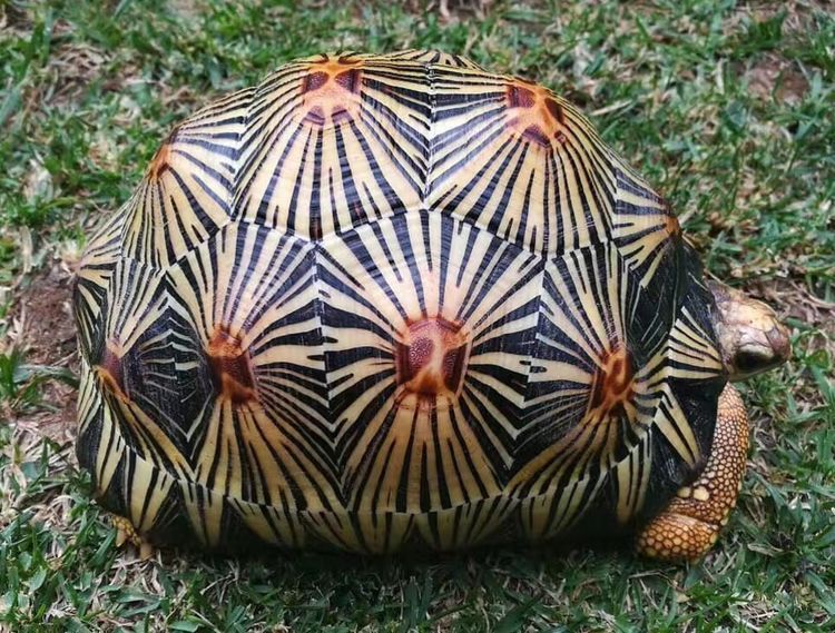 辐射陆龟公母图片