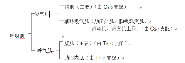 肌的协同性运动,呼吸肌的活动受呼吸中枢通过有关的躯体神经进行支配