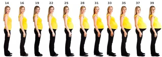 怀孕肚子真人变化图图片